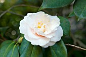 CAMELLIA JAPONICA JULIA FRANCE