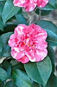 CAMELLIA JAPONICA LETITIA SCHRADER VARIEGATED