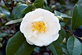 CAMELLIA JAPONICA LOVELIGHT