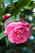 CAMELLIA JAPONICA MARCHIONESS OF EXETER