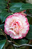 CAMELLIA JAPONICA MARGARET DAVIS PICOTEE