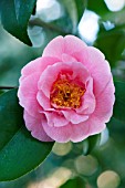 CAMELLIA JAPONICA MARGUERITE CANNON