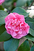 CAMELLIA JAPONICA MARIE BRACEY