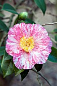 CAMELLIA JAPONICA MONTE CARLO