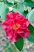 CAMELLIA JAPONICA NUCCIOS RUBY