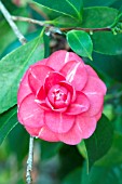 CAMELLIA JAPONICA ORANDAKO