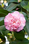 CAMELLIA JAPONICA PETER PAN