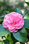 CAMELLIA JAPONICA PINK PAGODA