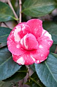 CAMELLIA JAPONICA PRINCESS ANNE