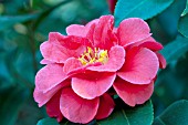 CAMELLIA JAPONICA ROI LEOPOLD