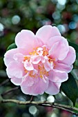 CAMELLIA JAPONICA ROSEMARY KINSER