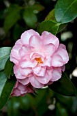 CAMELLIA JAPONICA SPRING SONNET