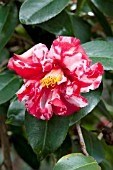 CAMELLIA JAPONICA VILLE DE NANTES