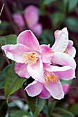 CAMELLIA MINATO-NO-AKEBONO