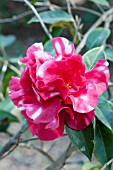 CAMELLIA RETICULATA DAMANAO