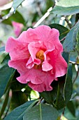 CAMELLIA RETICULATA MOUCHANG