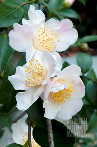 CAMELLIA_SPRING_MIST