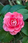 CAMELLIA VALENTINE DAY