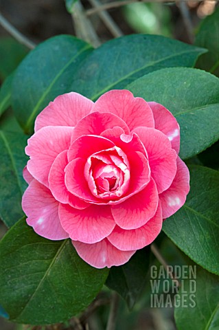 CAMELLIA_VALENTINE_DAY