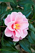 CAMELLIA VERNALIS EGAO