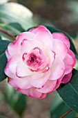 CAMELLIA X WILLIAMSII SPRING DAZE