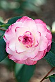 CAMELLIA X WILLIAMSII SPRING DAZE