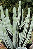 CEREUS PERUVIANUS