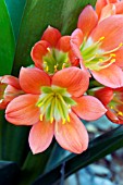 CLIVIA MINIATA LYDIA