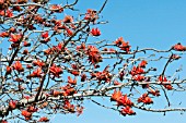 ERYTHRINA LYSISTEMON