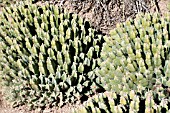 EUPHORBIA RESINIFERA