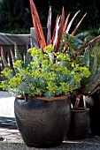 EUPHORBIA RIGIDA AND CORDYLINE