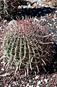 FEROCACTUS GRACILIS COLORATUS