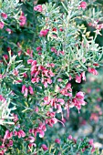 GREVILLEA LANIGERA PROSTRATA