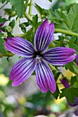 LAVATERA PURISIMA