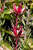 LEUCADENDRON RED GEM