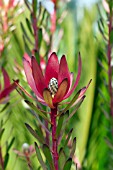 LEUCADENDRON RED GEM