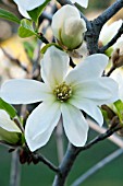 MAGNOLIA KOBUS GREEN MIST