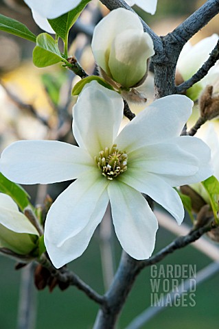 MAGNOLIA_KOBUS_GREEN_MIST