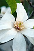 MAGNOLIA KOBUS GREEN MIST