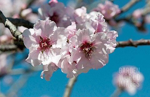 PRUNUS_PERSICA_NECTARINA_ALMA_STULTZ