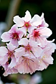 PRUNUS SERRULATA PINK CLOUD