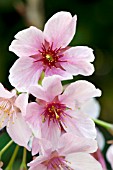 PRUNUS SERRULATA PINK CLOUD