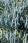 SENECIO TALINOIDES