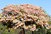 TABEBUIA IMPETIGINOSA APRICOT