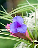 TILLANDSIA CYANEA PINK QUILL