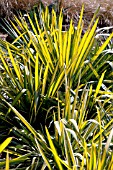 YUCCA FILAMENTOSA GOLDEN SWORD