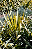 YUCCA FILAMENTOSA GOLDEN SWORD