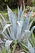 AGAVE AMERICANA