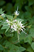 BAUHINIA LUNAROIDES