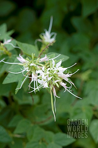 BAUHINIA_LUNAROIDES